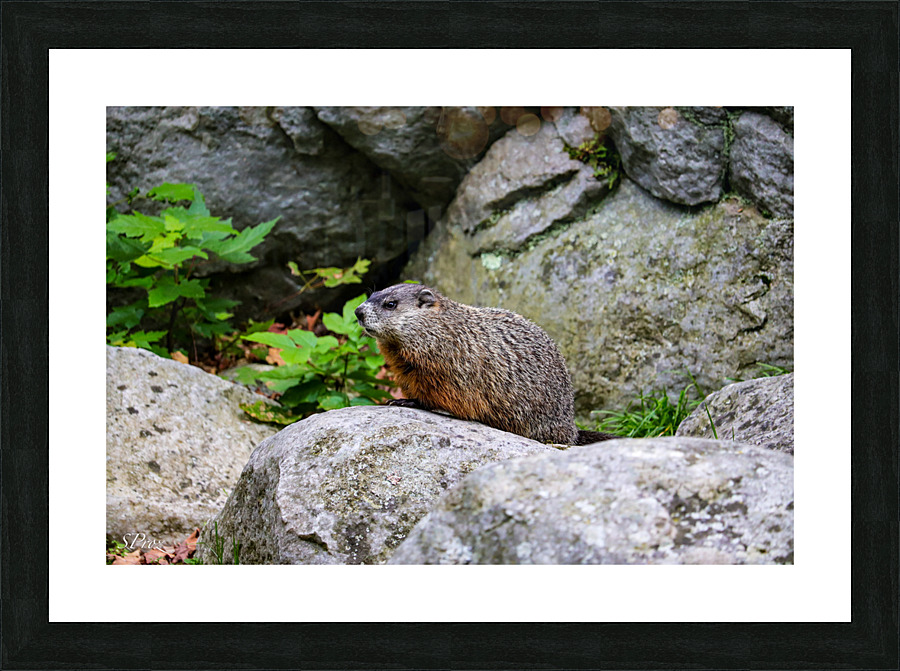 Groundhog Picture Frame print