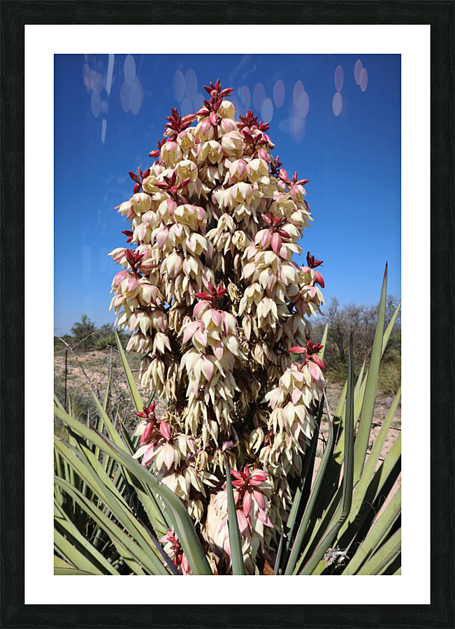 Spanish Dagger - Natural Picture Frame print