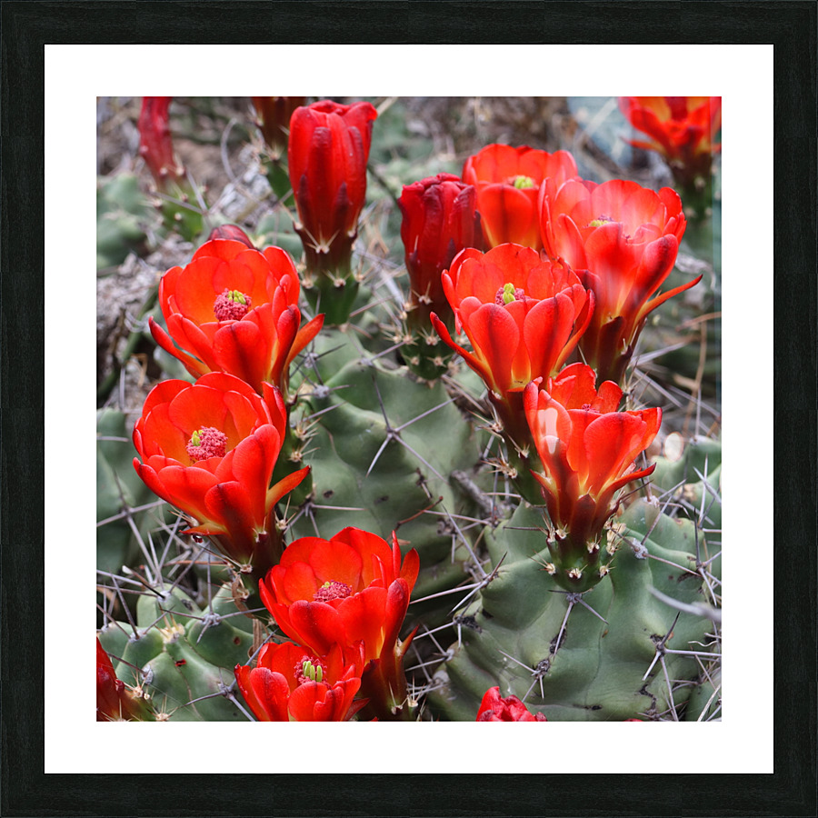 Scarlet Hedgehog - Square Picture Frame print