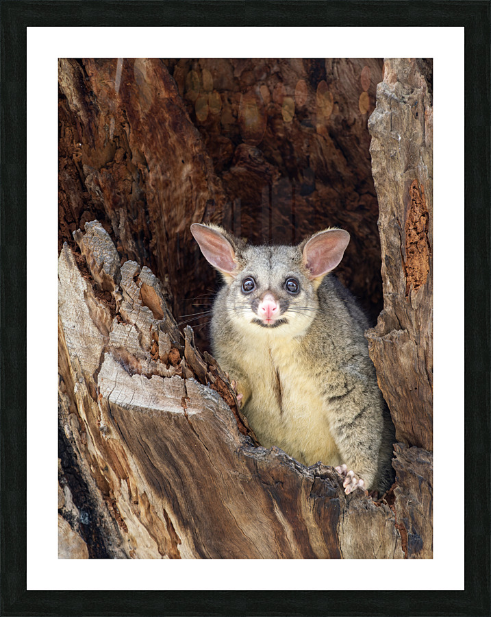 Brush-tailed Possum Picture Frame print
