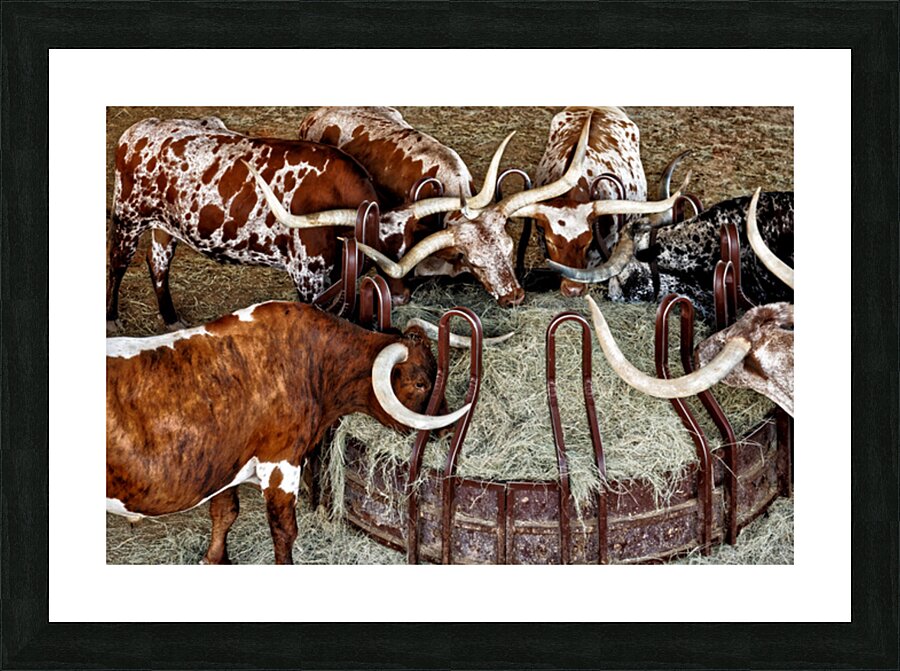 Longhorns Picture Frame print