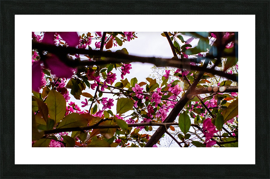 Criss-cross crabApple Sauce Picture Frame print