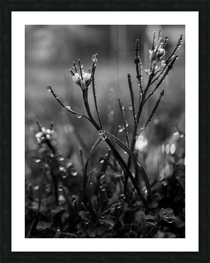 Dew Picture Frame print