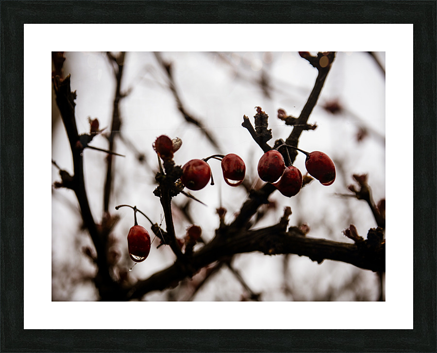Scarlet Against the Sky Picture Frame print