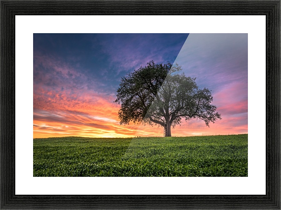 Lonely Tree at Sunset Picture Frame print