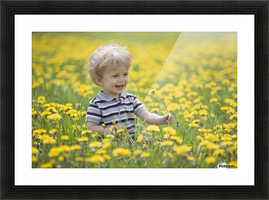 18-Month-Old Boy In Dandelion Field; Thunder Bay, Ontario, Canada Picture Frame print