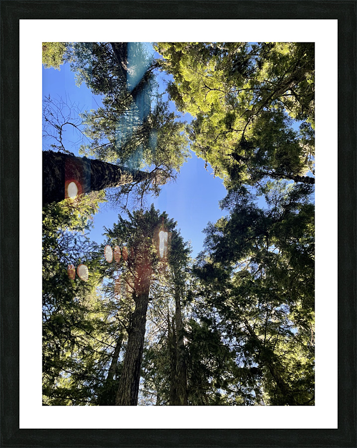 IMG 8419 Picture Frame print