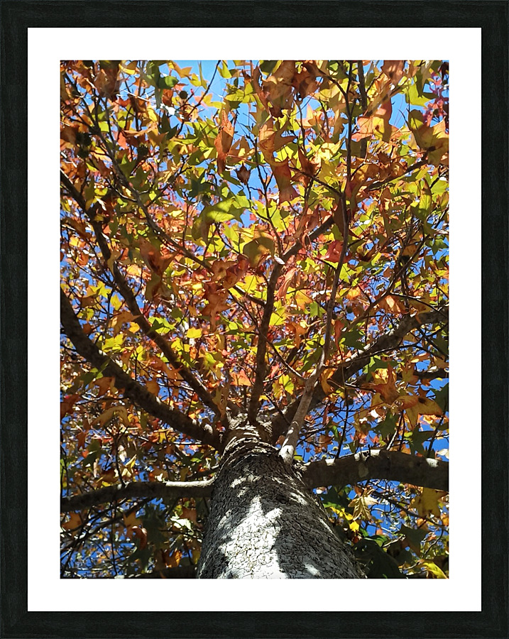 AUTUMN TREE Picture Frame print