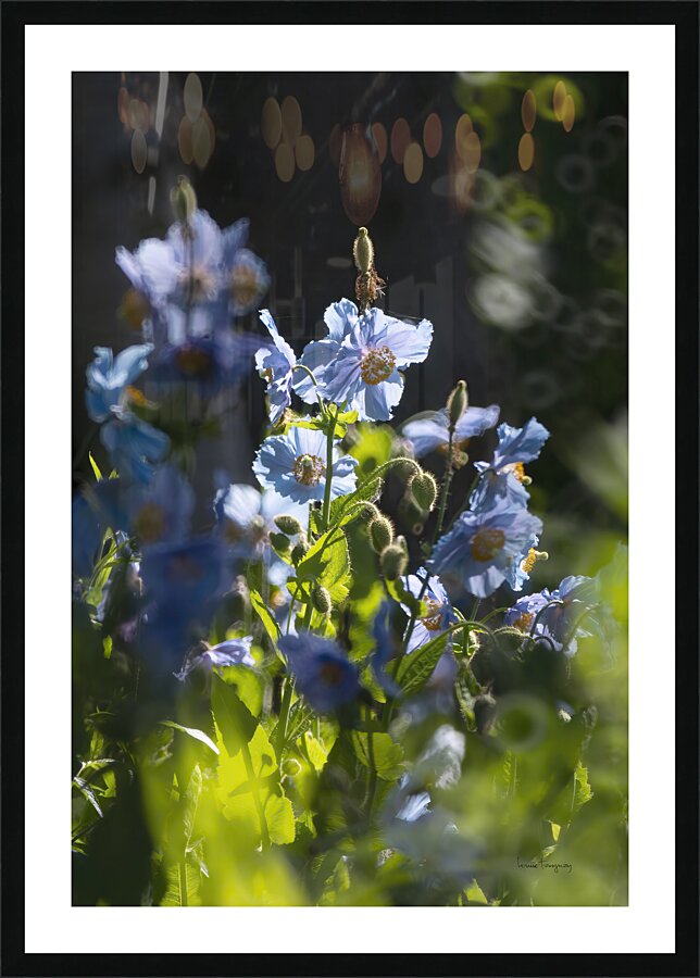Pavots bleus | Blue Poppies 0562 Picture Frame print