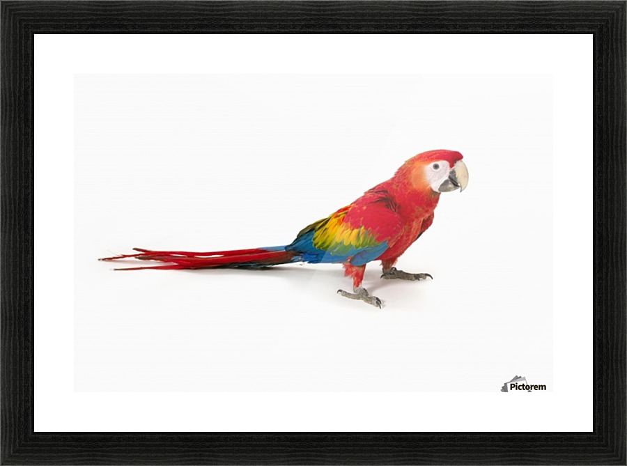 A scarlet macaw parrot on white background Picture Frame Printing