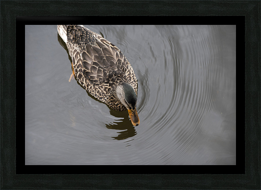 Canard du Quebec qui joue dans le lac de Lambton. Impression et Cadre photo