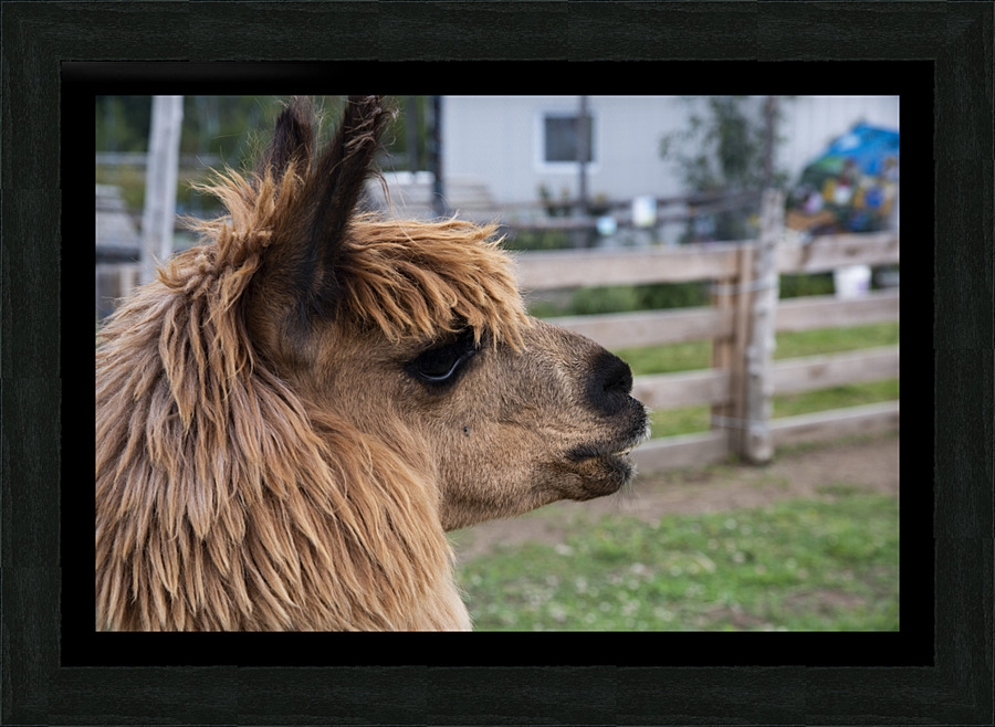 Alpaga relaxe Picture Frame print