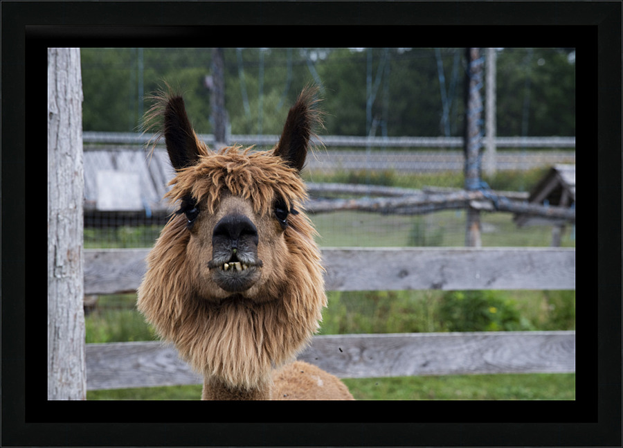 Alpada brun Picture Frame print