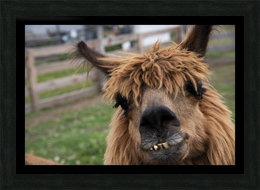 Coucou mon amie    Picture Frame print