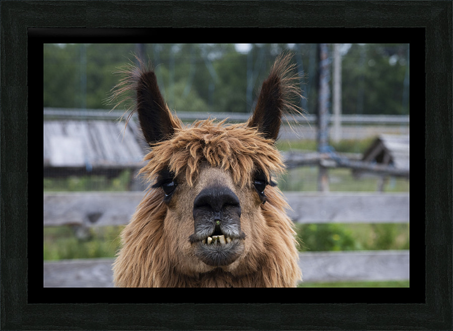 Alpaga pas content Impression et Cadre photo