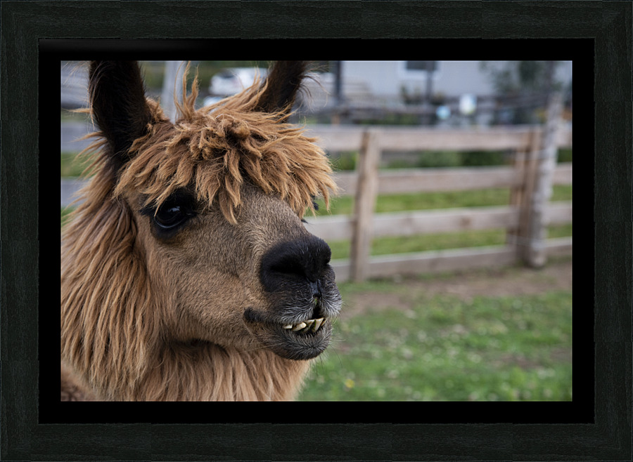 Alpaga dans sa ferme Picture Frame print