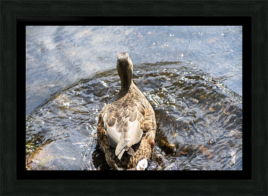  Canard qui joue dans leau Picture Frame print