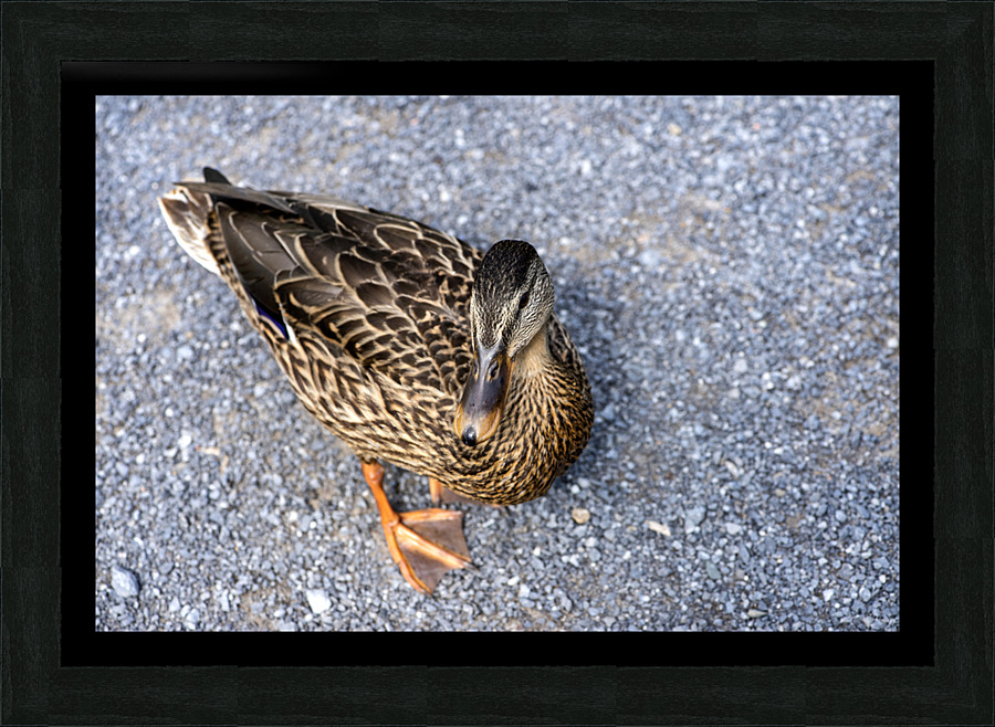 Canard au soleil   Picture Frame print