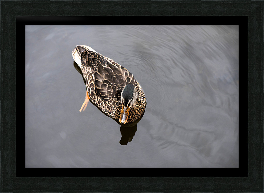 Petit Nageur  Picture Frame print