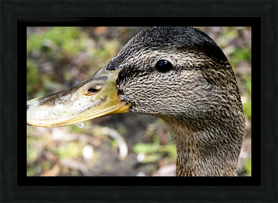 Canard Macro  Framed Print Print
