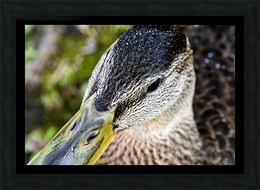 Jolie petit canard du Quebec Picture Frame print