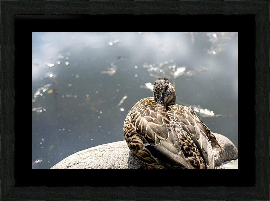 Canard qui flane  Framed Print Print