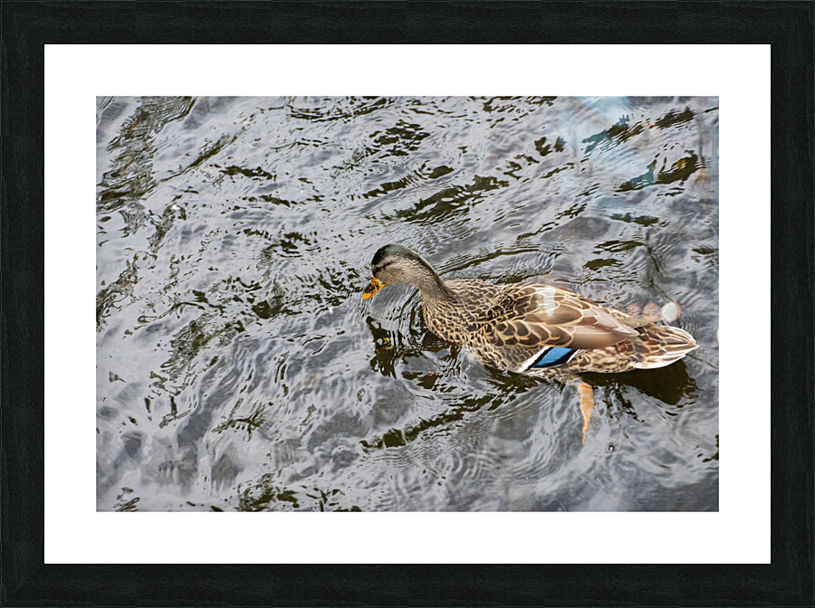 Grand Navigateur du Quebec  Framed Print Print
