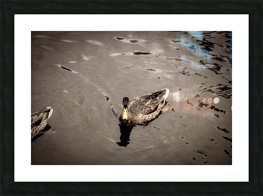 Canard style sepia  Framed Print Print