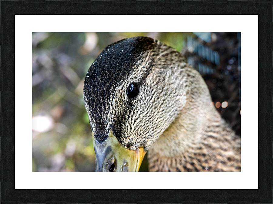 Le regard du canard  Picture Frame print