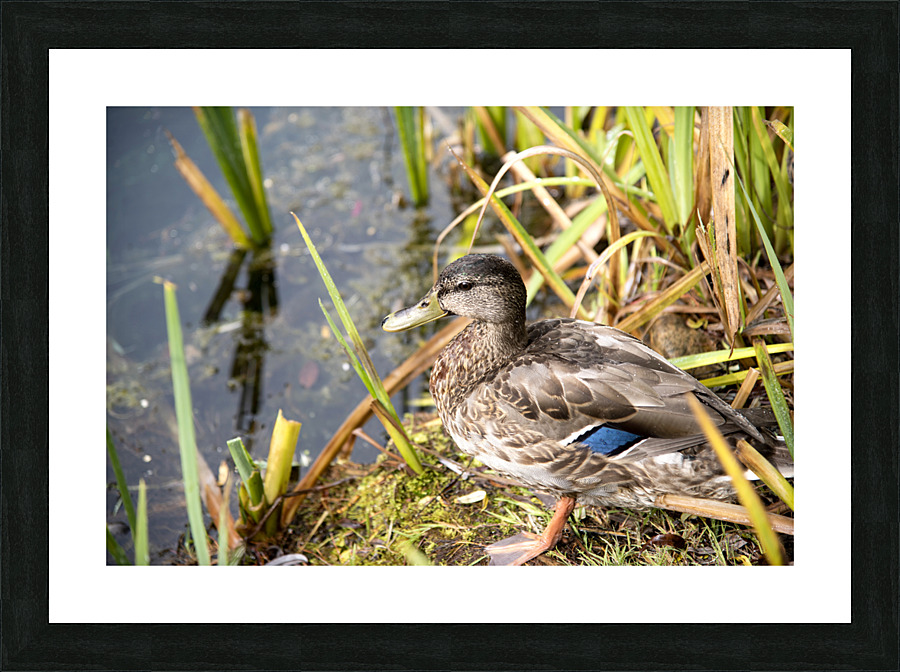 Belle journee au soleil Picture Frame print