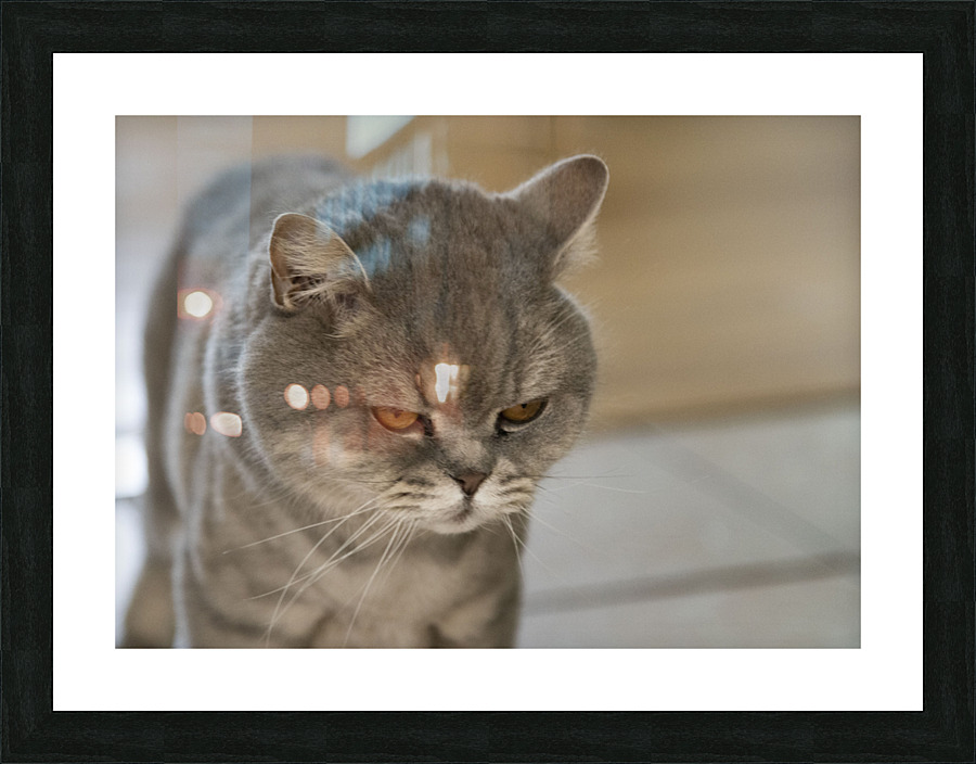 Mon Chat et moi Picture Frame print
