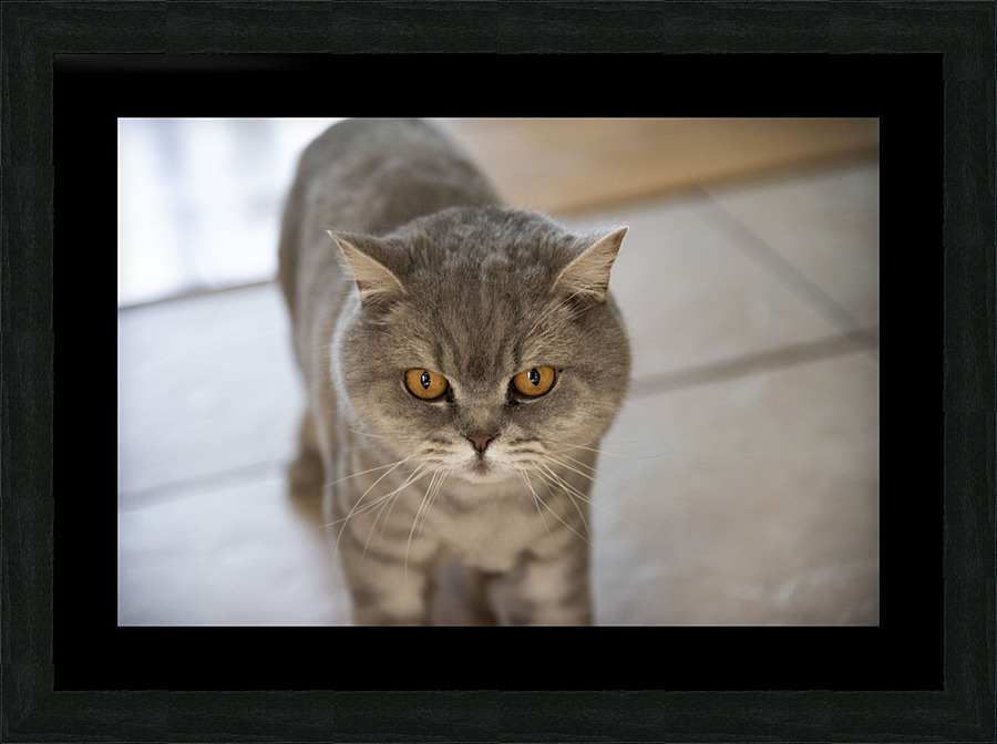 Gros minou Picture Frame print