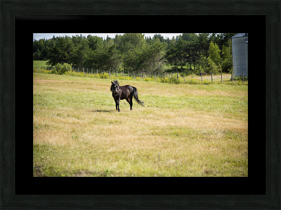 Cheval au galop Picture Frame print