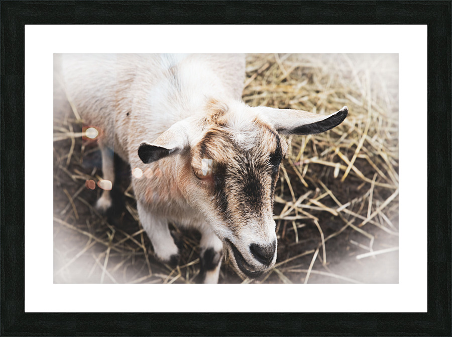 A la ferme Picture Frame print