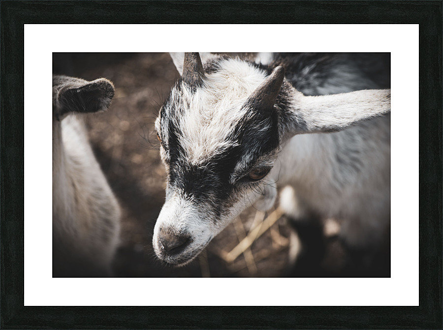 Nouveau bebe chevreau Picture Frame print