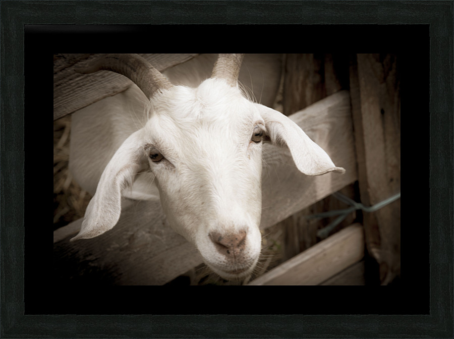 Chevre et desepoire sepia  Framed Print Print