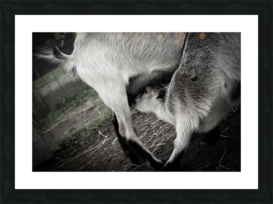 Chevreau qui mange Picture Frame print