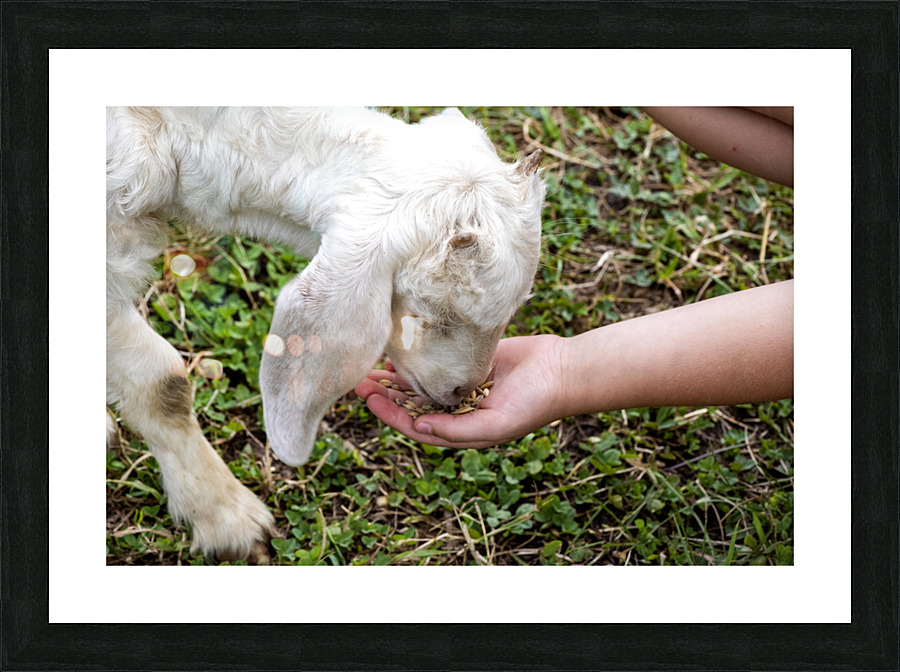 Chevre a la ferme Picture Frame print