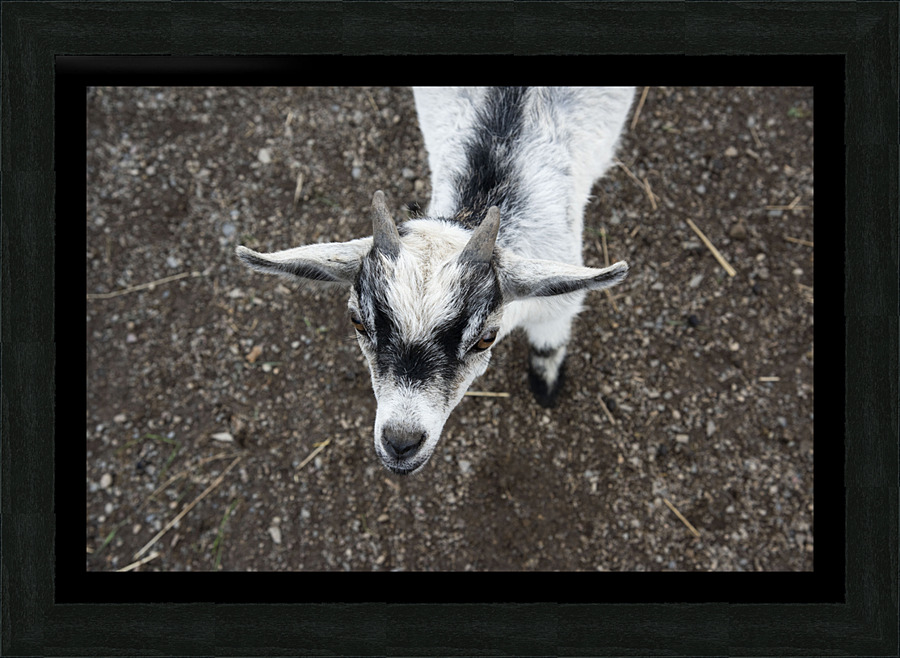 Bebe chevre Picture Frame print