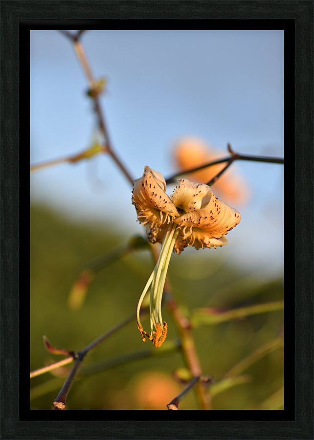 Fleur dautomne lys Picture Frame print