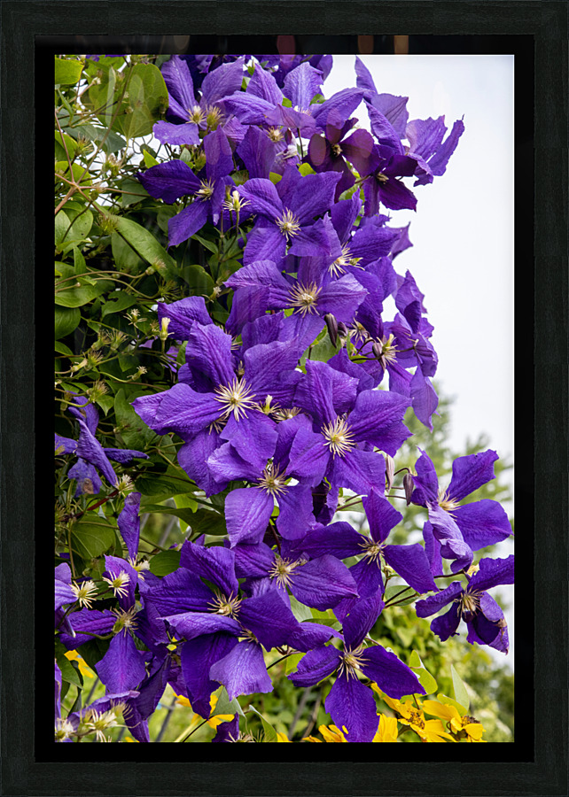 Grappe de clematis Picture Frame print