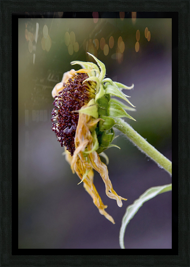 Tournesol en fin de vie Picture Frame print