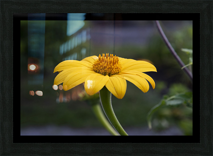 Fleurs jaune magnifique Picture Frame print