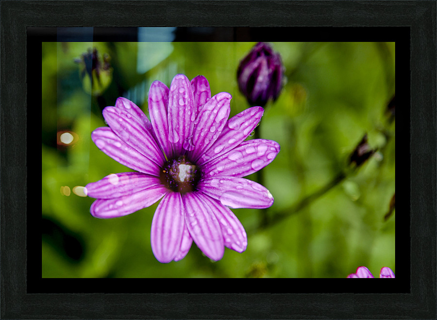 Anemone Picture Frame print