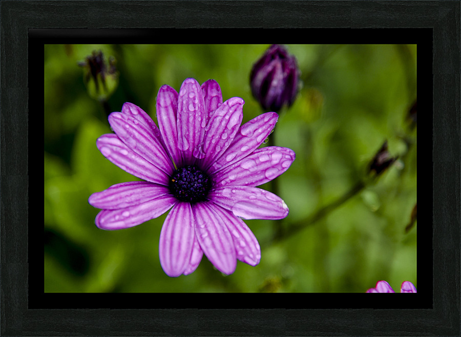 Anemone 2 Picture Frame print