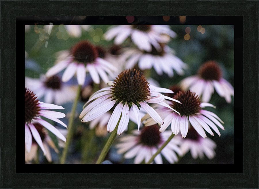 Echinace macro Picture Frame print