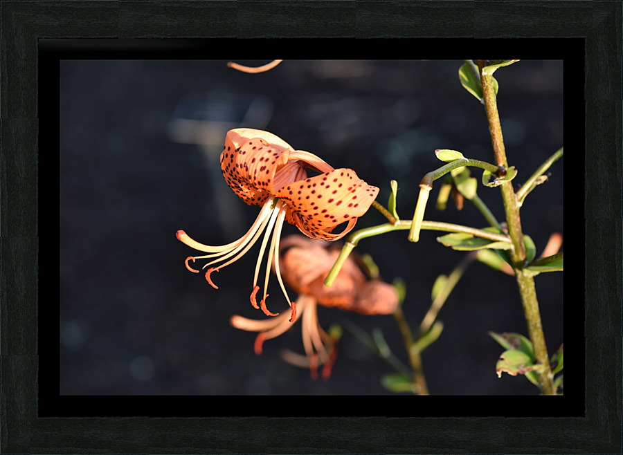 Fleur dete decorative Picture Frame print