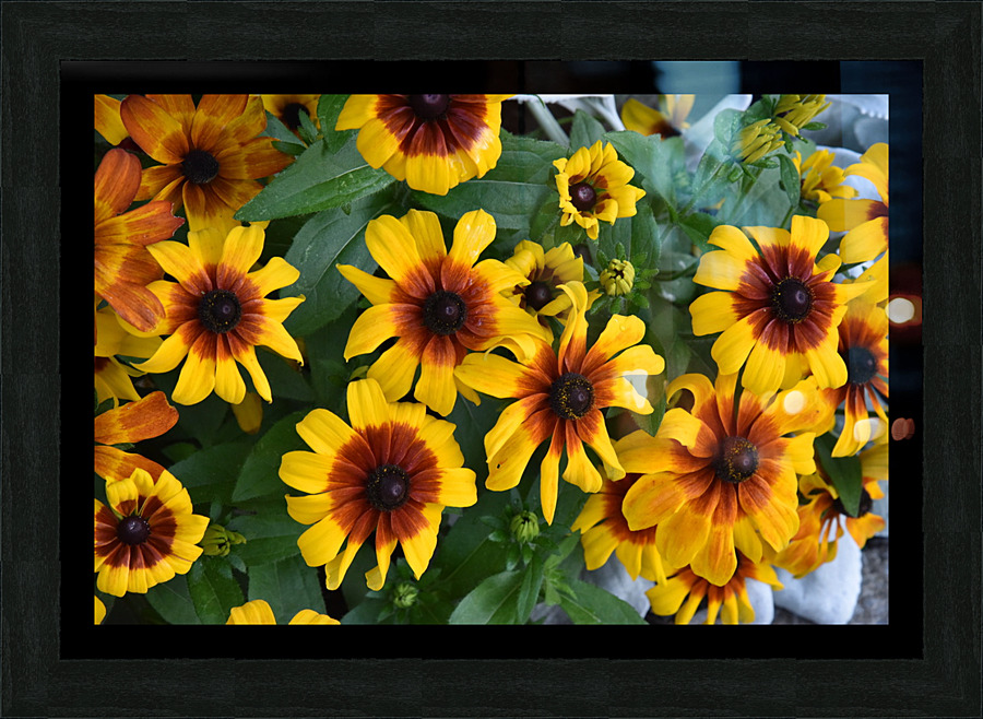 Champs de tournesol Picture Frame print
