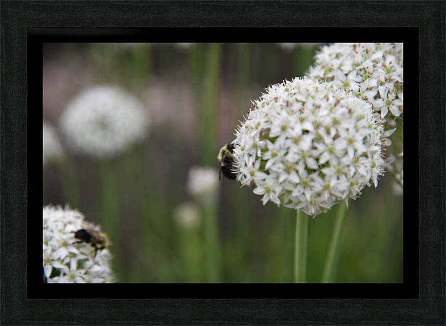 outside 00052 8 Picture Frame print