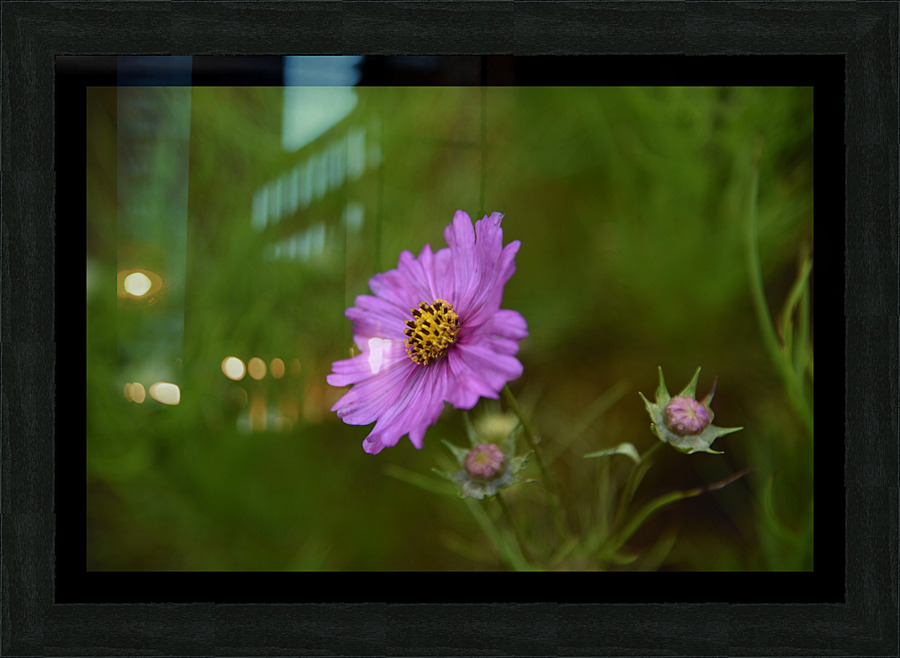 Fleurs cosmos Picture Frame print